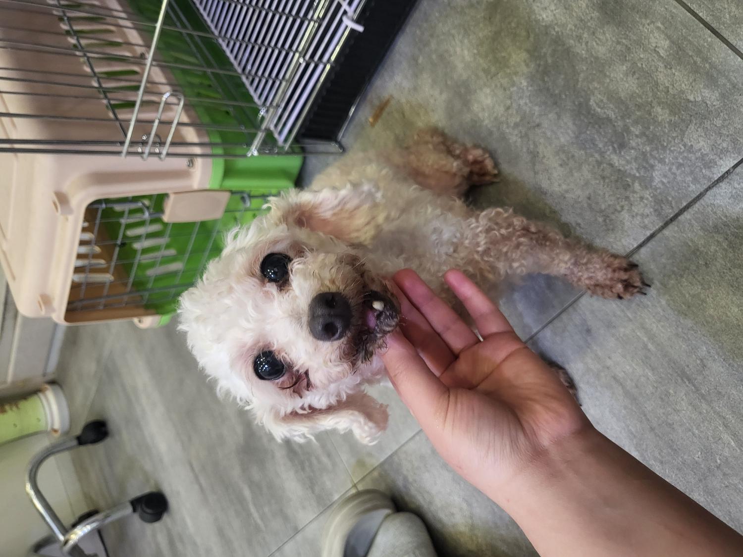 푸들 이미지 파일 입니다.